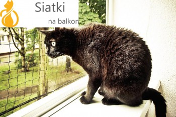 Siatka dla kota na okno